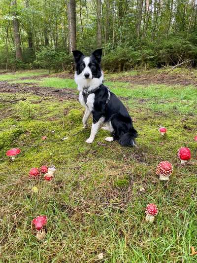 Foto -Challenge  Thema : Dein Hund Im Wald-Beitrag-Bild