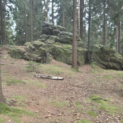 Hundetreffen-Gassirunde Thalheim und Umgebung-Bild