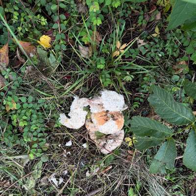 Giftköder-Giftköder - verschiedene Arten Brot-Bild