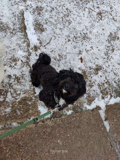 Hundetreffen-Spaziergang/Treff Junghunde-Bild