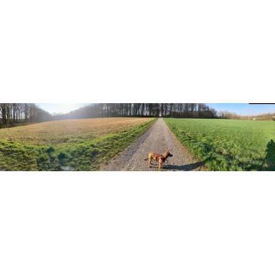 Hundetreffen-Gassirunde & Kennenlernen-Bild