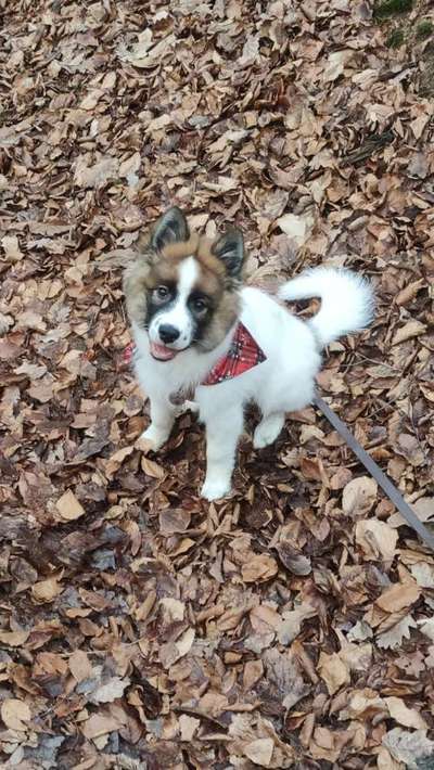 Welpen Bilder !-Beitrag-Bild