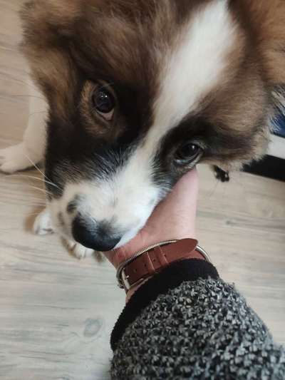 Welpen Bilder !-Beitrag-Bild