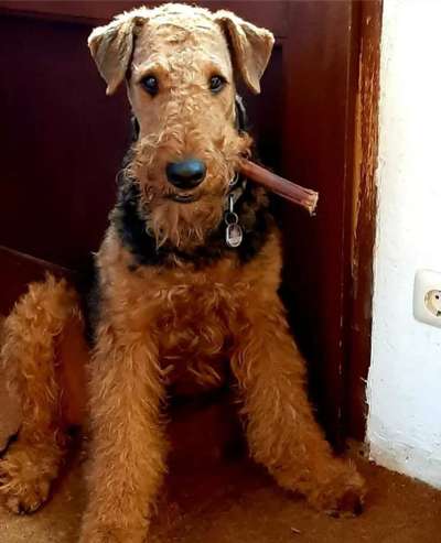 Die besten Hundeblicke 🐾❤️-Beitrag-Bild