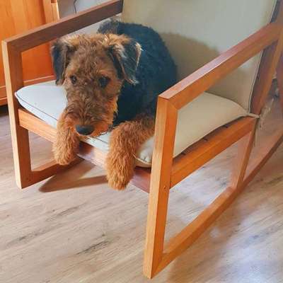 Die besten Hundeblicke 🐾❤️-Beitrag-Bild