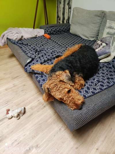 Airedale Terrier-Beitrag-Bild