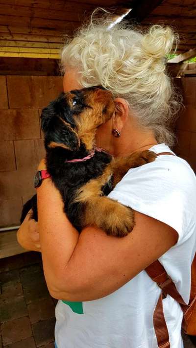 Die besten Hundeblicke 🐾❤️-Beitrag-Bild