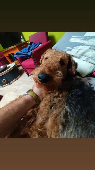 Airedale Terrier-Beitrag-Bild