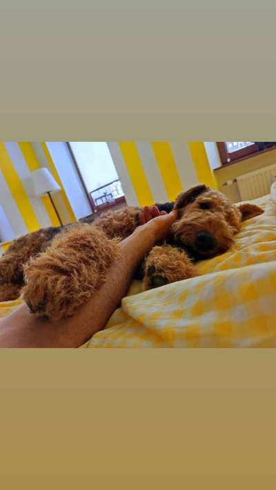 Die besten Hundeblicke 🐾❤️-Beitrag-Bild