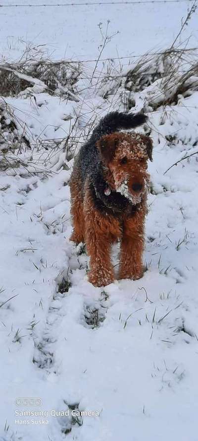 Airedale Terrier-Beitrag-Bild