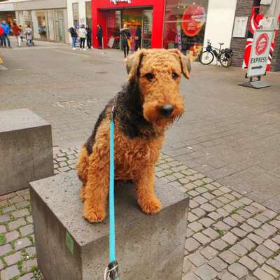 Airedale Terrier-Beitrag-Bild