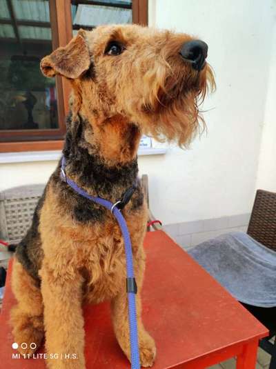 Die besten Hundeblicke 🐾❤️-Beitrag-Bild