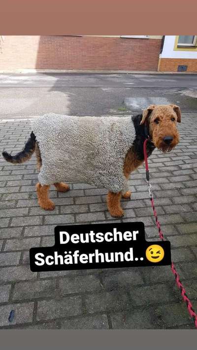Die besten Hundeblicke 🐾❤️-Beitrag-Bild
