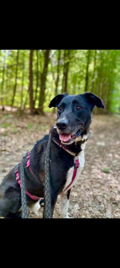 Tierschutzhunde suchen ein Zuhause-Beitrag-Bild