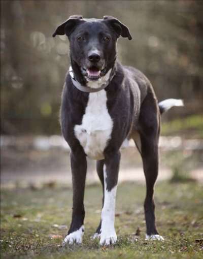 Tierschutzhunde suchen ein Zuhause-Beitrag-Bild