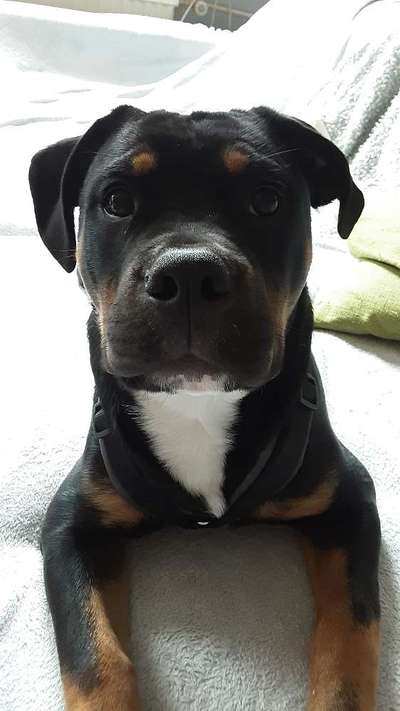 Olde English Bulldogge-Beitrag-Bild