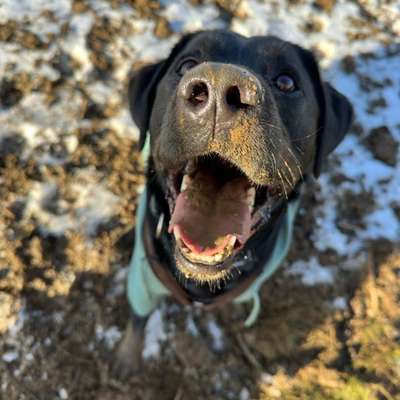 Hundetreffen-Gassi-Runde im Norden von Leipzig :)-Bild