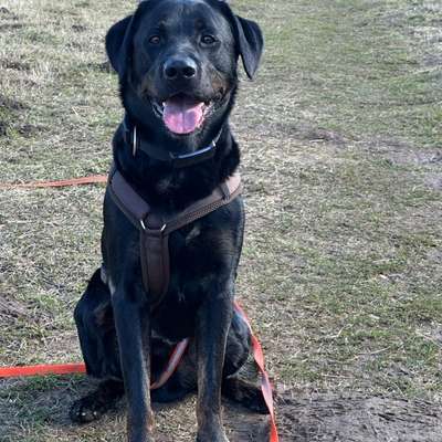 Hundetreffen-Gassi-Treffen in Neulindenau-Bild