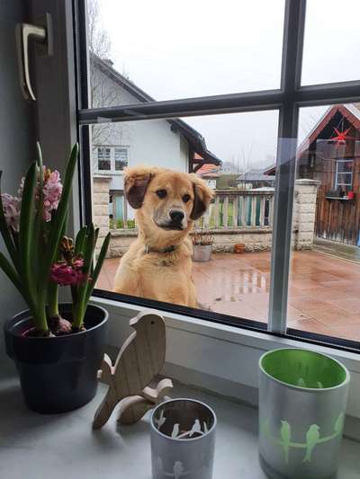 Dogorama Photo Challenge - Be my valentine-Beitrag-Bild