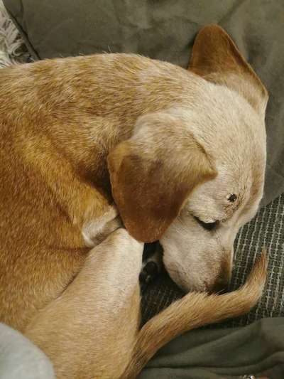 Seniorin 15 jahre-Beitrag-Bild