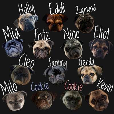 Hundetreffen-Mops (&MopsMix) Treff-Bild