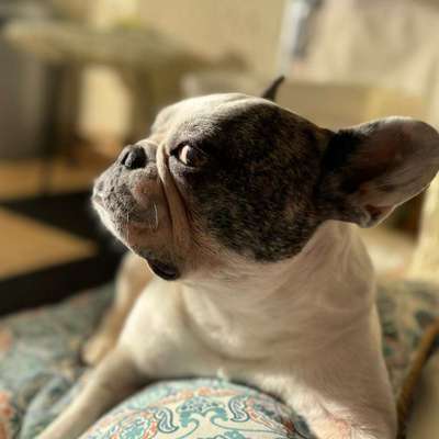 Hundetreffen-Suche Freunde zum Wandern, Spaziergängen & spielen-Bild