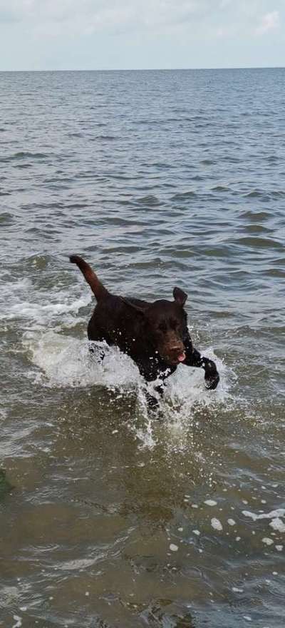 Dogorama-Monats-Challenge-Mai "Wasser"-Beitrag-Bild