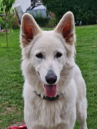 Schäferhund-Beitrag-Bild