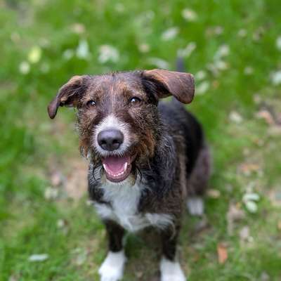 Epagneul Breton-Beitrag-Bild