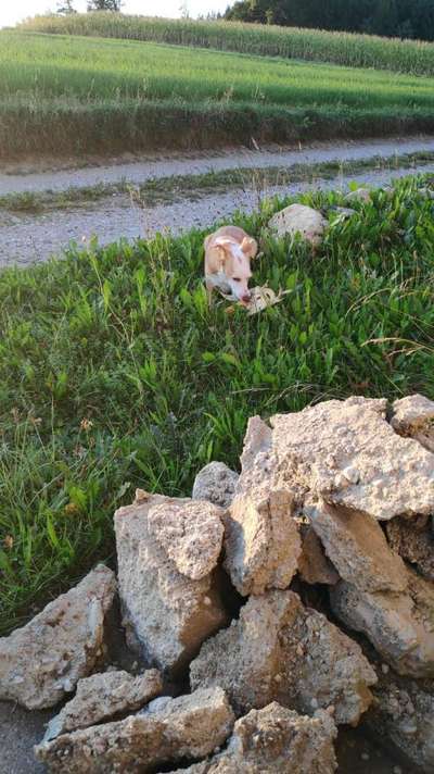 Wie heißt dein Hund?-Beitrag-Bild
