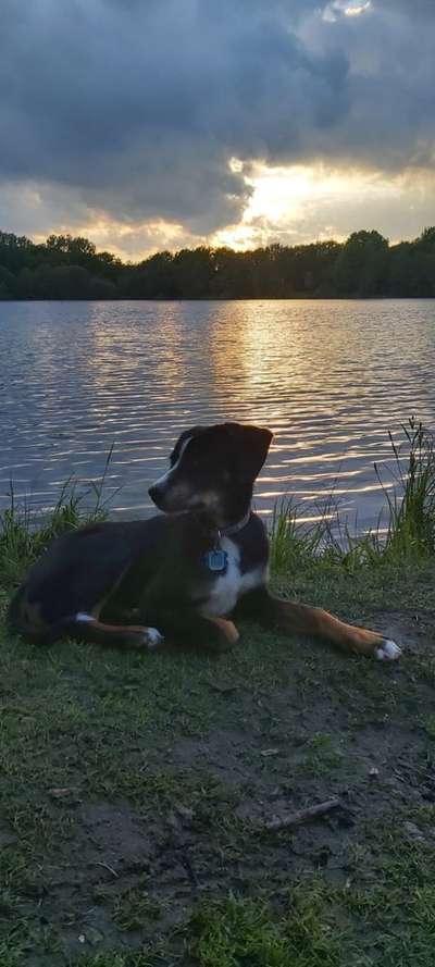 Die Dogorama Monats Challenge "Es grünt und blüht"-Beitrag-Bild