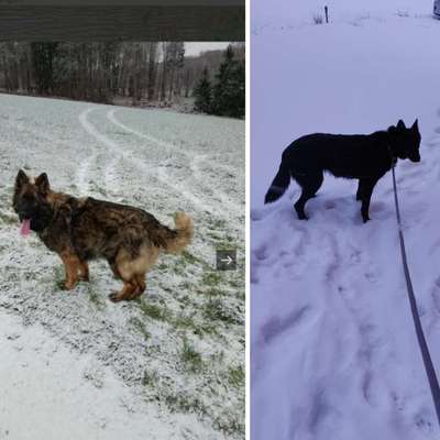 Hundetreffen-Grassi gehen und spielen ist unser Hobby 🥰-Bild