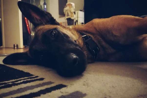 Schäferhund-Fans?-Beitrag-Bild