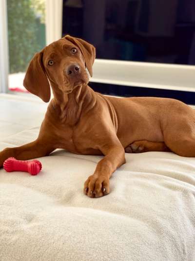 Rhodesian Ridgeback-Beitrag-Bild