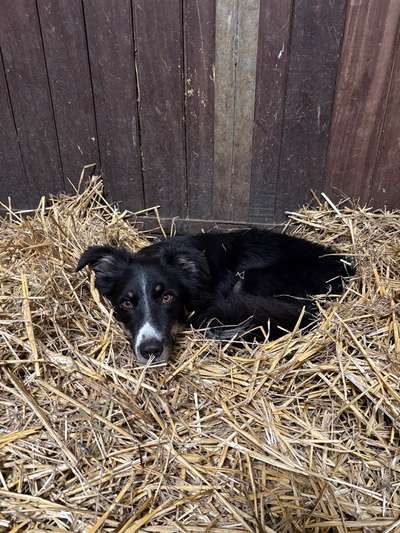 Hundetreffen-Gemeinsame Spaziergänge-Bild
