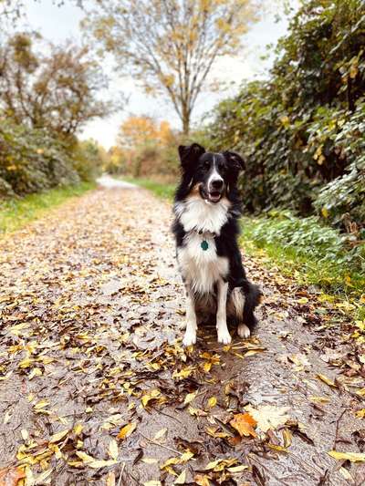 Hundetreffen-Gassirunde-Bild