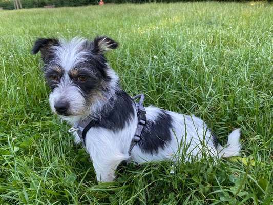 Mischlingshunde Foto Aufruf-Beitrag-Bild