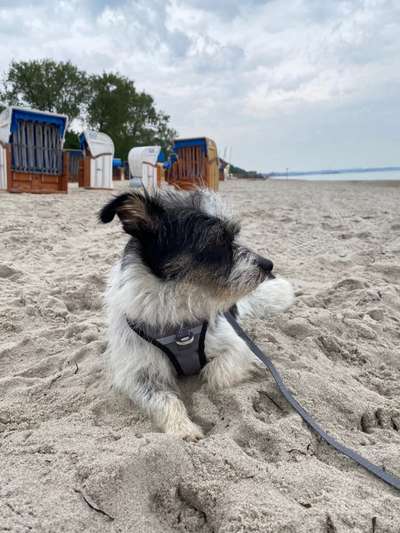 Mischlingshunde Foto Aufruf-Beitrag-Bild