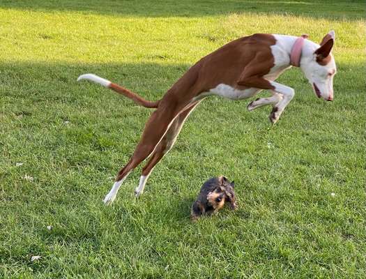 TierschutzhundeStammtisch🐕-Beitrag-Bild