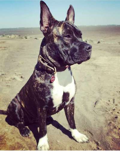 Die Dogorama Kalender Challenge Titelbild-Beitrag-Bild