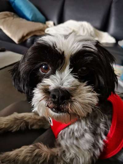 Dogorama Photo Challenge - Hundeblick zum hinschmelzen-Beitrag-Bild