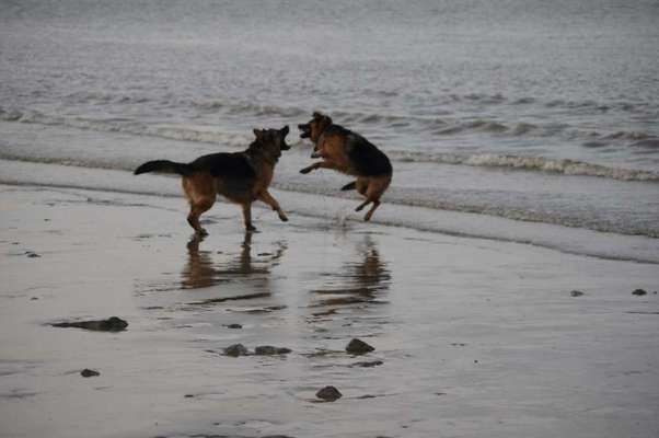 Die Dogorama Wochen Challenge-Beitrag-Bild