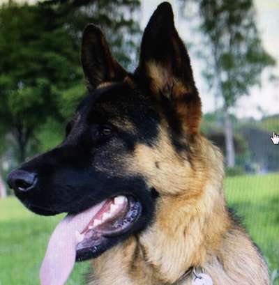 Schäferhund-Beitrag-Bild