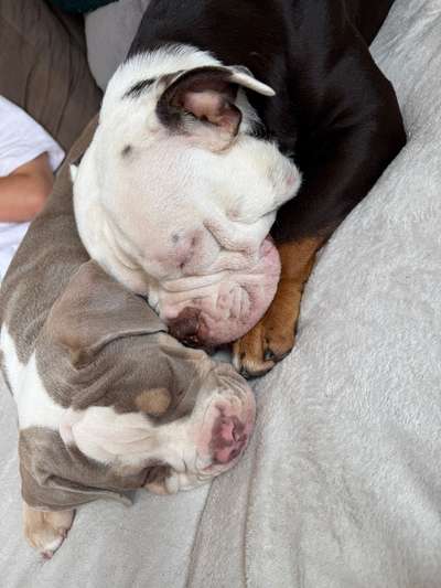 Hundetreffen-Treffen für Bulldoggen-Bild