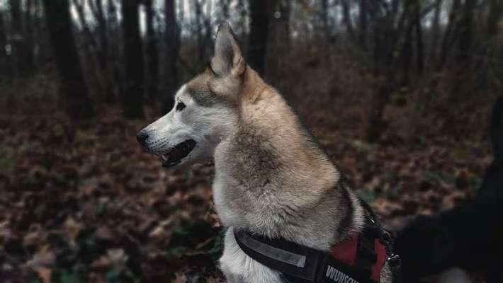 Fotochallenge No. 26                                     Wald und Wiese-Beitrag-Bild