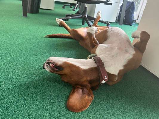 🐶 Sind Bürohunde jetzt VERBOTEN?! 😱-Beitrag-Bild