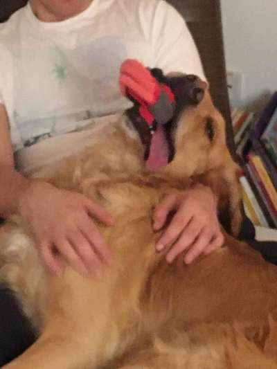 Die Dogorama-Wochen-Challenge "Die schönste Grimasse"-Beitrag-Bild