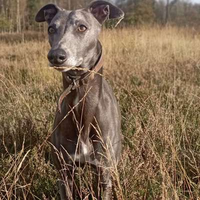 Hundetreffen-Windhunde im Schwarzwald-Bild