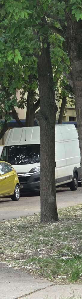 Giftköder-Eichenprozessionsspinner-Bild