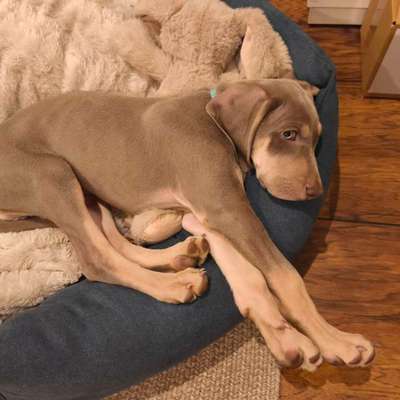 Weimaraner-Beitrag-Bild